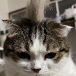 ココちゃん